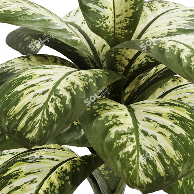 Tropic Dumb Cane 3D Model 3D model image 3