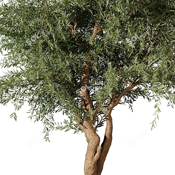 Tree Vol 12 3D Model 3D model image 2