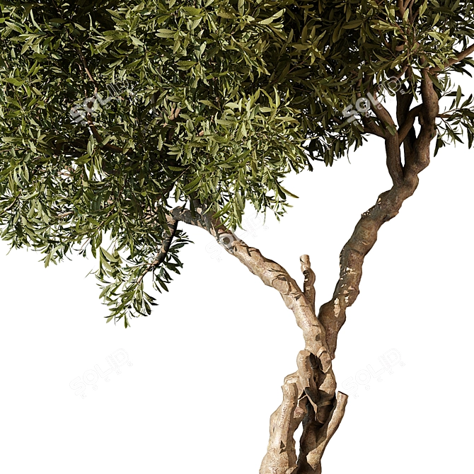 Tree Vol 11 3D Model 3D model image 2