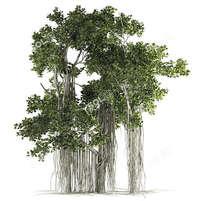 Ficus Bonsai 3D Model Kit 3D model image 2