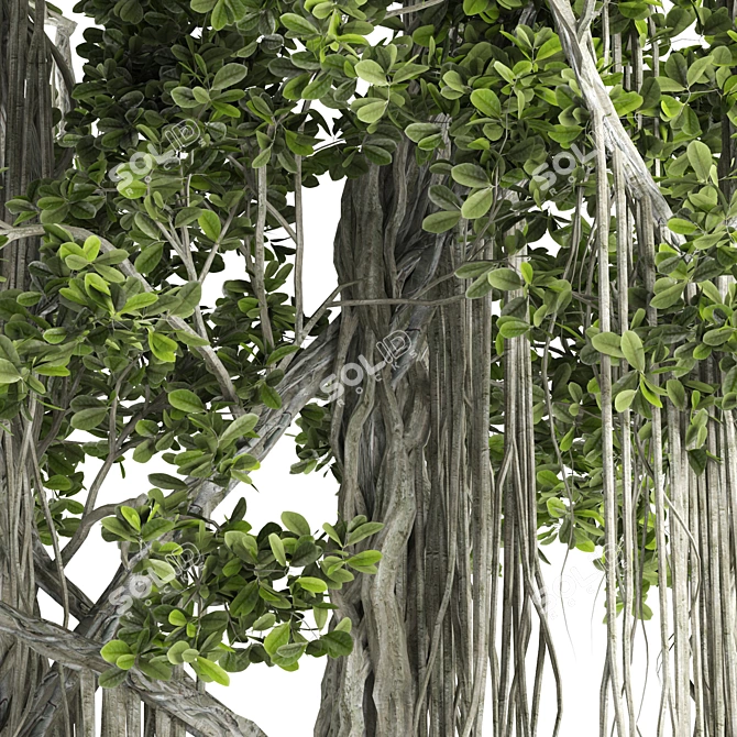 Ficus Bonsai 3D Model Kit 3D model image 3