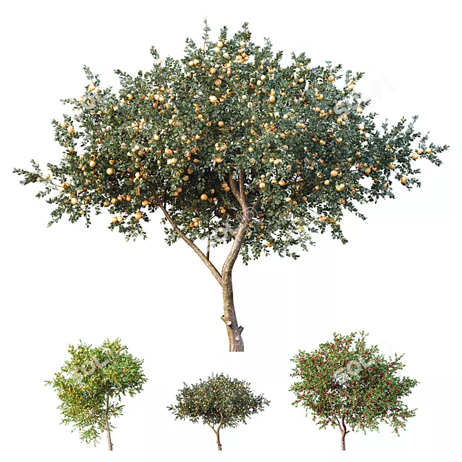 Fruit Tree 3D Models Collection 3D model image 1