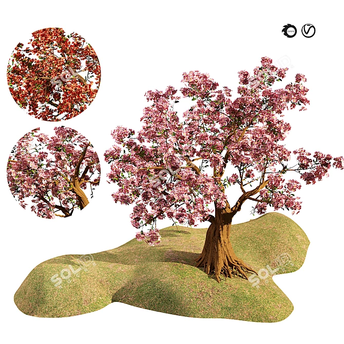 Flowering Cherry Trees 3D Models 3D model image 1