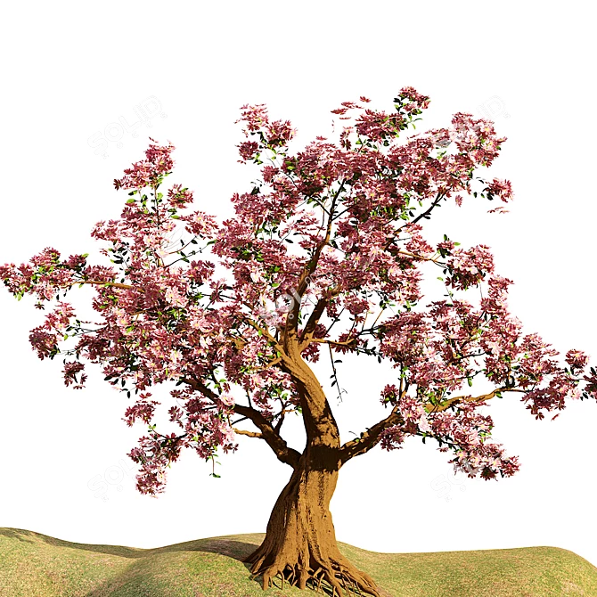 Flowering Cherry Trees 3D Models 3D model image 2