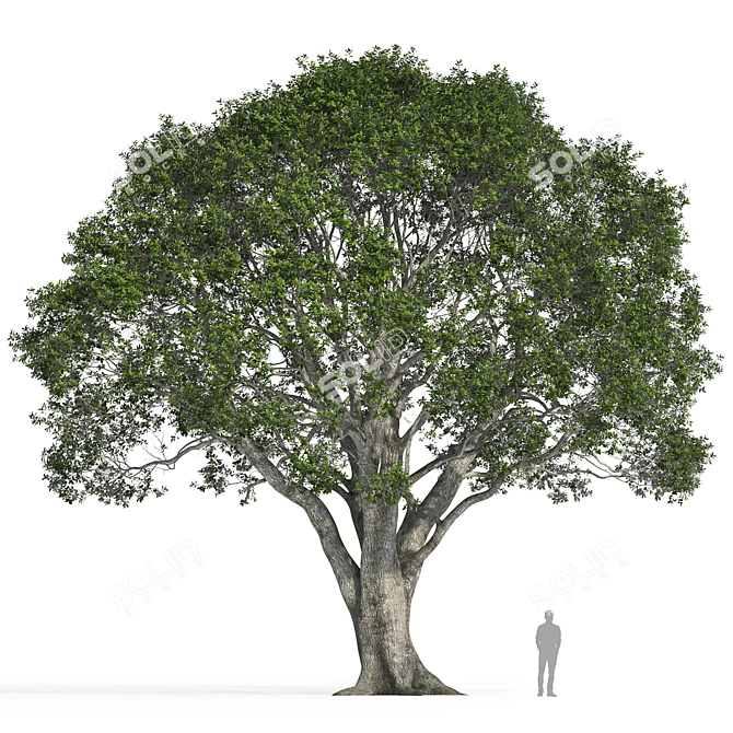 Stone Oak Tree Model 2014 3D model image 3