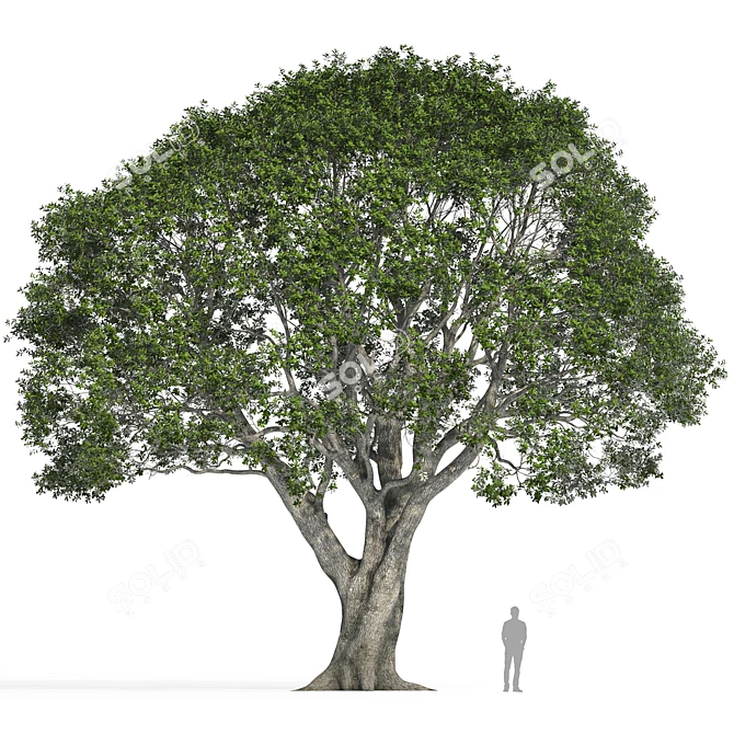 Stone Oak Tree Model 2014 3D model image 4