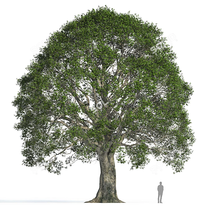 Stone Oak Tree 3D Model 3D model image 2