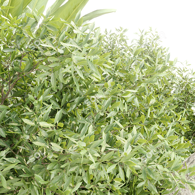 Outdoor Plants Collection Vol.233 3D model image 5