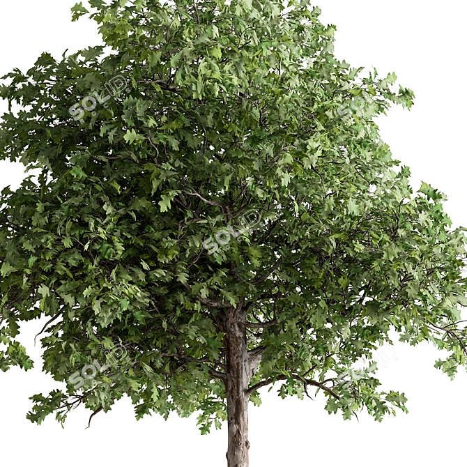 Outdoor Oak Tree Plant 567 3D model image 2