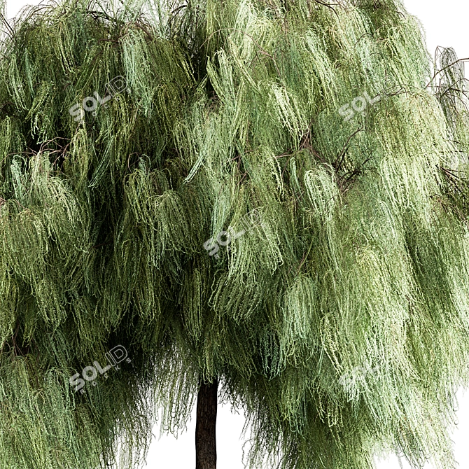 Graceful Weeping Willow Tree Set 3D model image 2