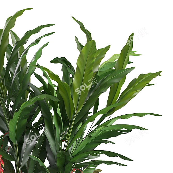 Tropical Potted Plants Set: Heliconia 3D model image 2