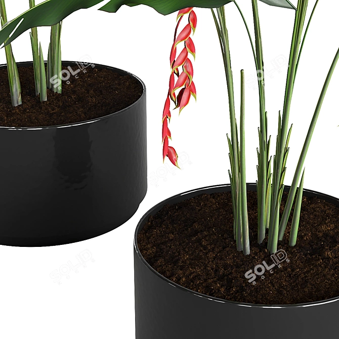 Tropical Potted Plants Set: Heliconia 3D model image 3