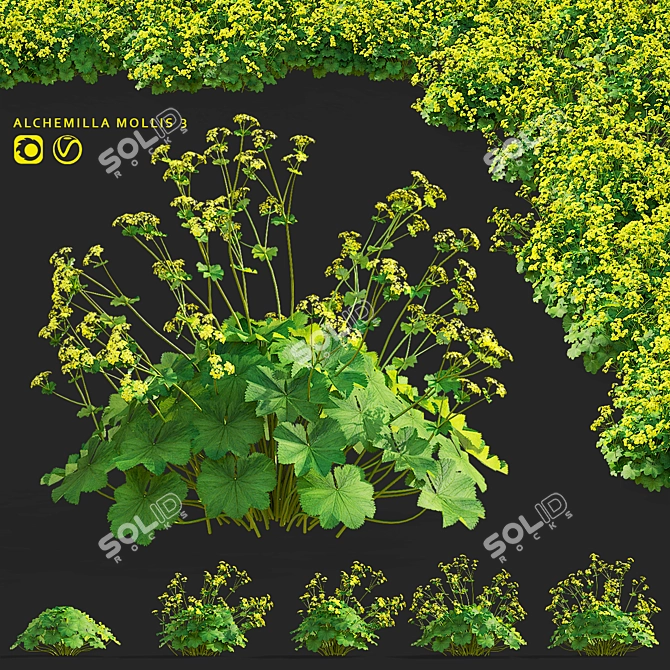 Soft Flower Cuff | Alchemilla Mollis 3D model image 1