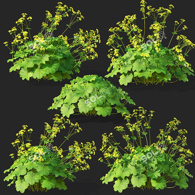 Soft Flower Cuff | Alchemilla Mollis 3D model image 2