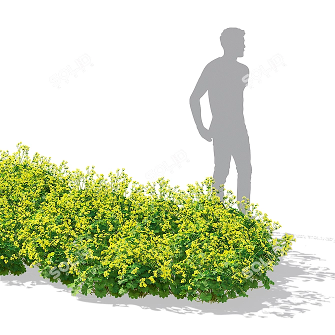 Soft Flower Cuff | Alchemilla Mollis 3D model image 3