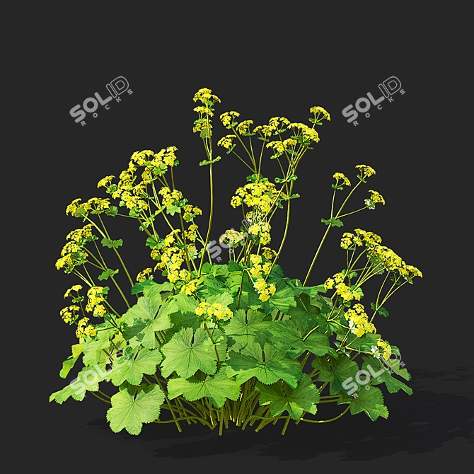 Soft Flower Cuff | Alchemilla Mollis 3D model image 6