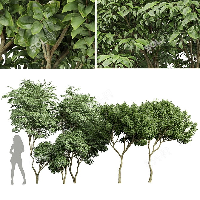 Botanical 3D Tree Models Pack 3D model image 1