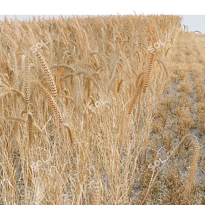 Premium Grass Hay Bale Models 3D model image 3