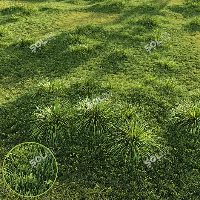 Golden Carex Grass 3D Models 3D model image 1