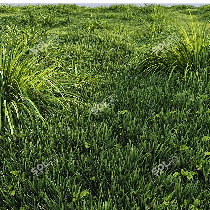 Golden Carex Grass 3D Models 3D model image 2