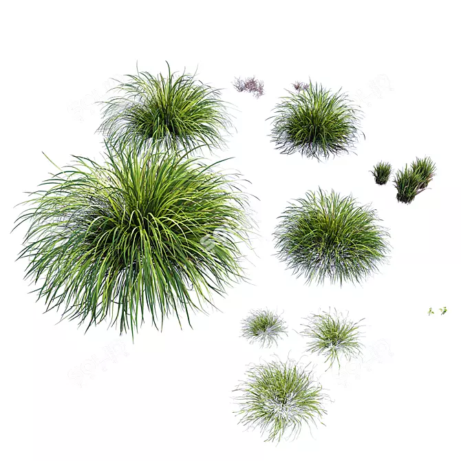 Golden Carex Grass 3D Models 3D model image 3