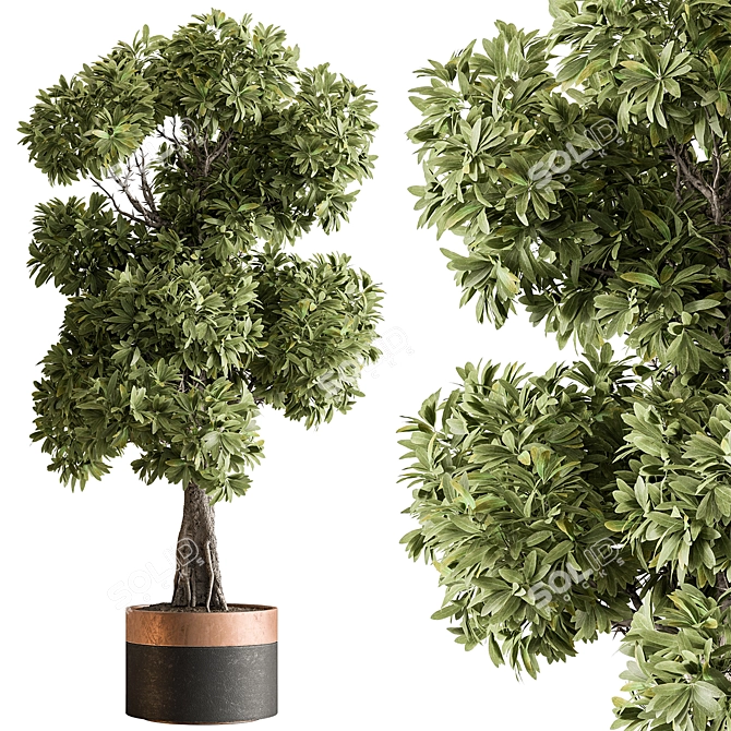 Decorative Tree Plant in Pot 3D model image 1