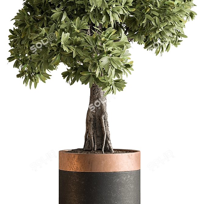 Decorative Tree Plant in Pot 3D model image 3