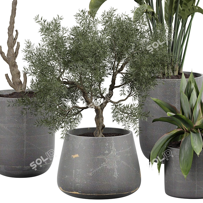 Interior Plant Decoration Life Giver 3D model image 2