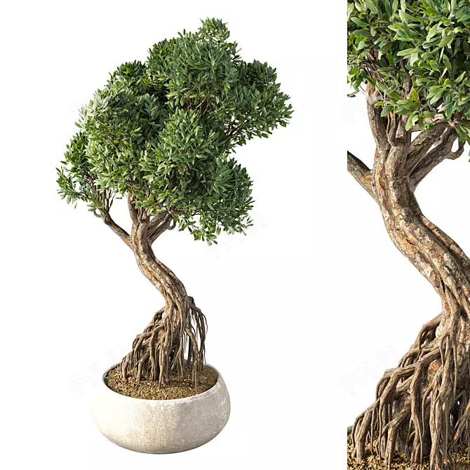 Chic Bonsai Indoor Plant 3D model image 1