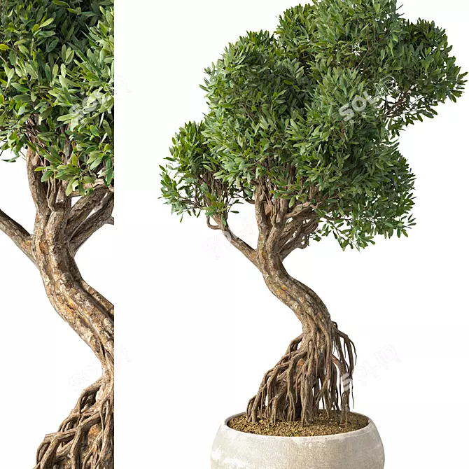 Chic Bonsai Indoor Plant 3D model image 2