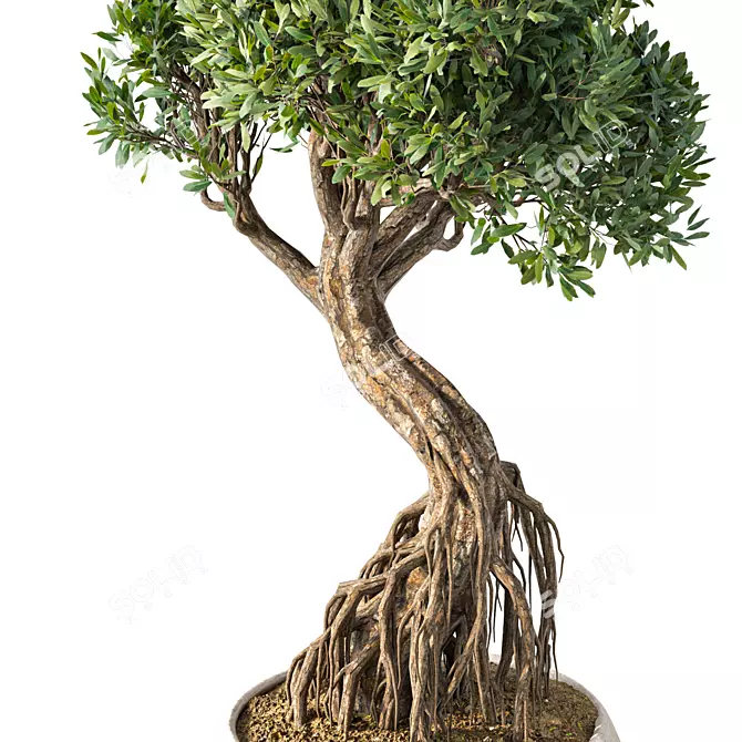 Chic Bonsai Indoor Plant 3D model image 3