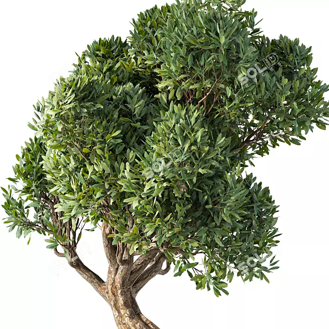 Chic Bonsai Indoor Plant 3D model image 4