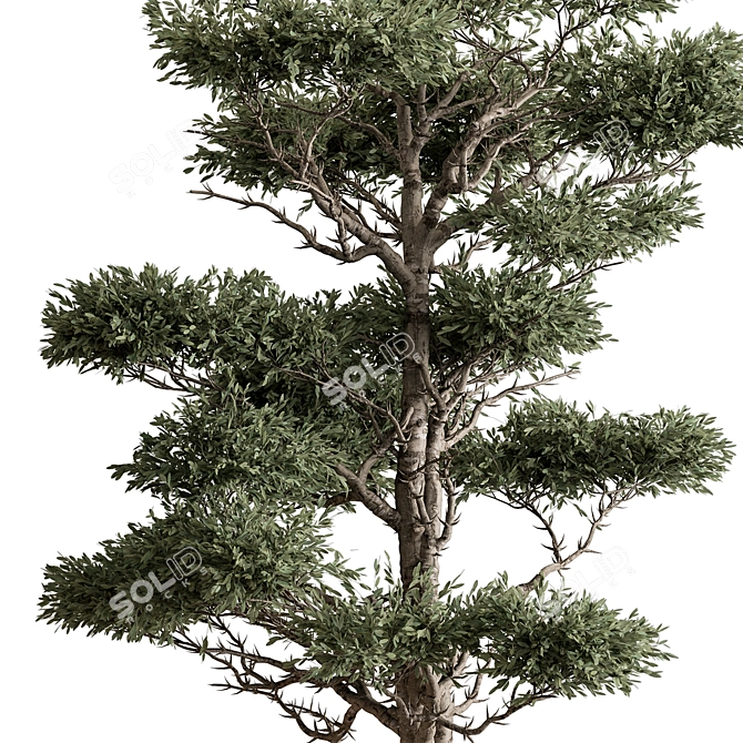 Evergreen Tree in Pot 3D model image 2