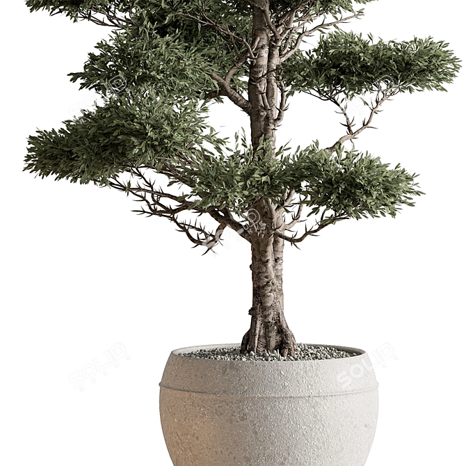 Evergreen Tree in Pot 3D model image 3