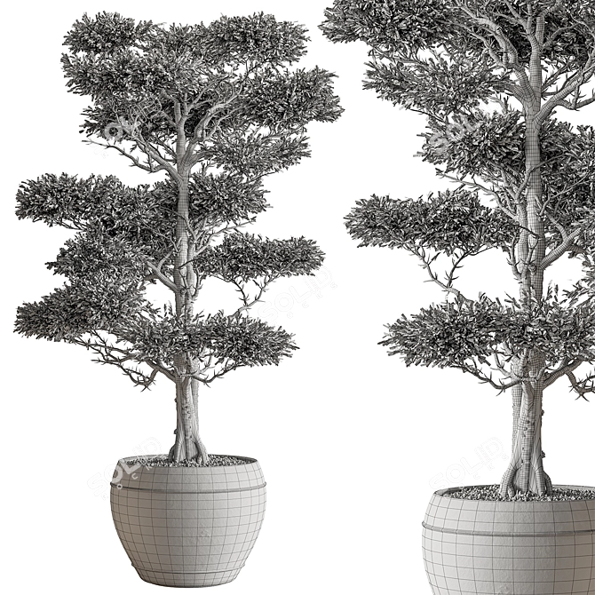 Evergreen Tree in Pot 3D model image 4