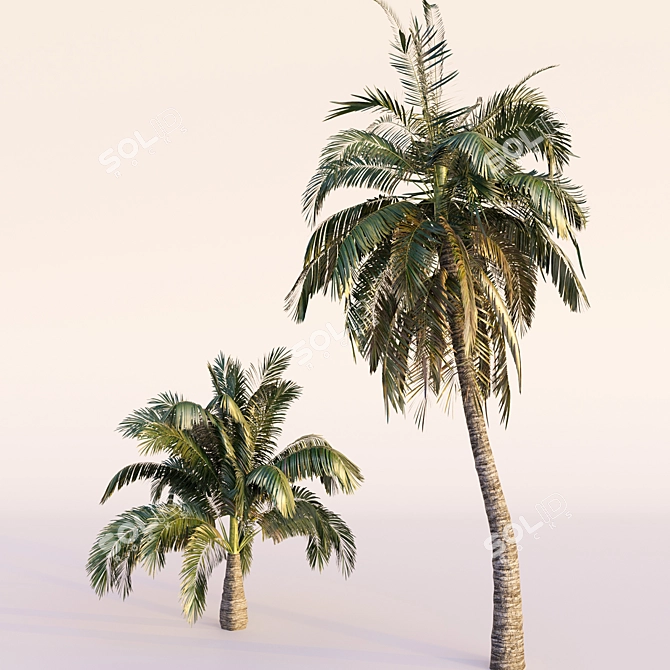 Coconut Palm Trees Set 3D model image 4