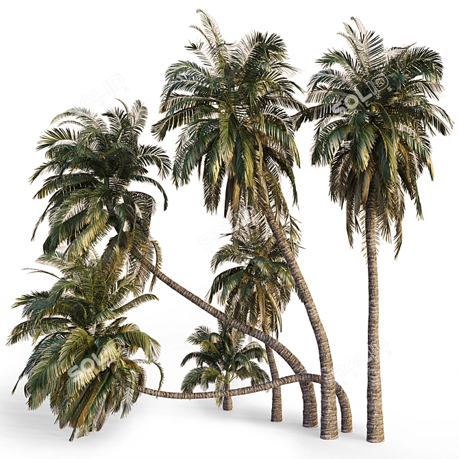 Coconut Palm Trees Set 3D model image 6