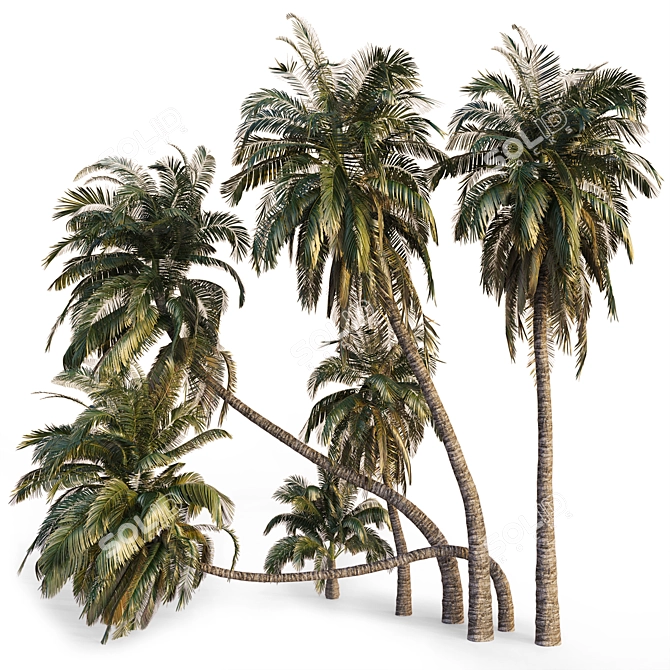 Coconut Palm Trees Set 3D model image 7