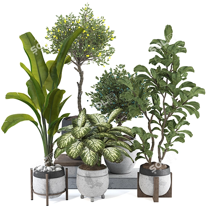 Tropical Indoor Plant Set Mesh 3D model image 1