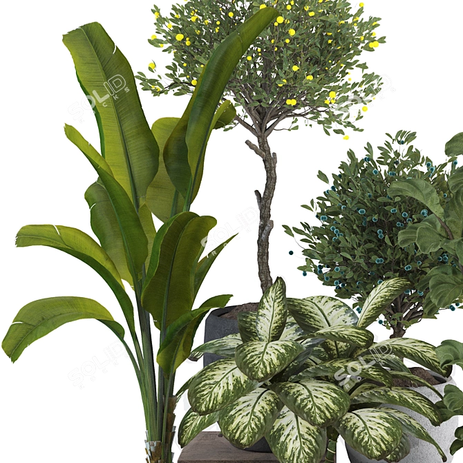 Tropical Indoor Plant Set Mesh 3D model image 2