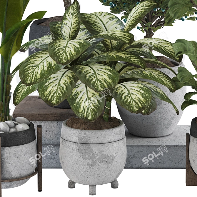 Tropical Indoor Plant Set Mesh 3D model image 5