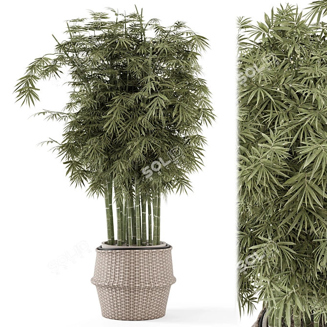 Bamboo Indoor Plants in Wicker Pots 3D model image 1