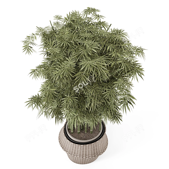 Bamboo Indoor Plants in Wicker Pots 3D model image 2