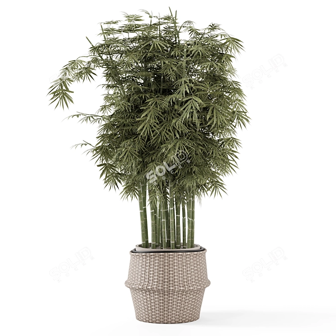 Bamboo Indoor Plants in Wicker Pots 3D model image 4