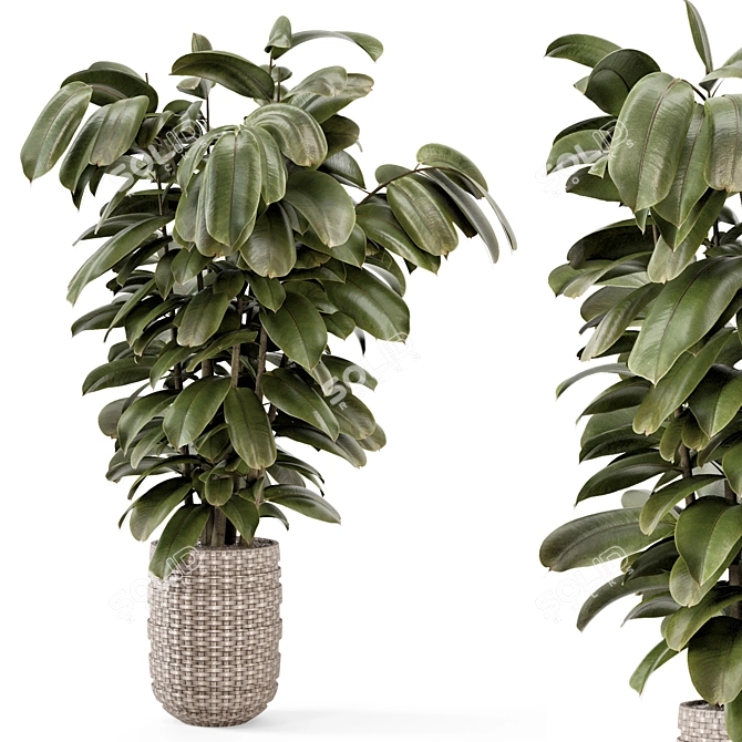 Ficus Indoor Plants Wicker Pots 3D model image 1