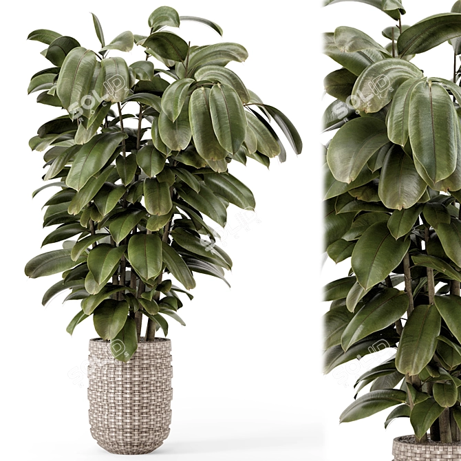 Ficus Indoor Plants Wicker Pots 3D model image 2