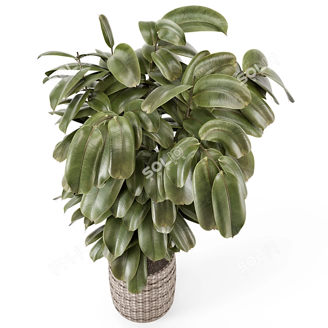 Ficus Indoor Plants Wicker Pots 3D model image 3