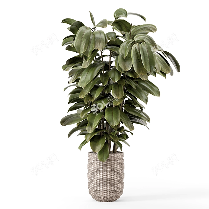 Ficus Indoor Plants Wicker Pots 3D model image 4