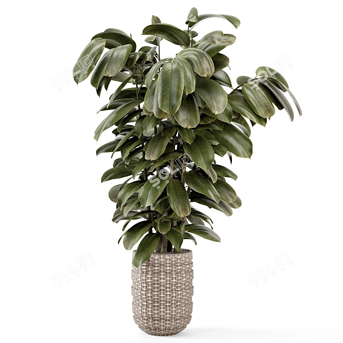 Ficus Indoor Plants Wicker Pots 3D model image 5