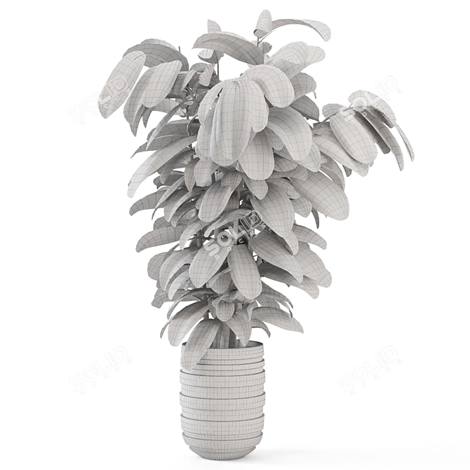 Ficus Indoor Plants Wicker Pots 3D model image 6